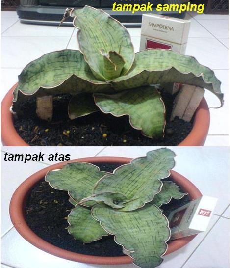 Sansevieria Silver Blue big/SOLD OUT/terima kasih.