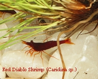 Red Diablo Shrimp ( Caridina sp.)