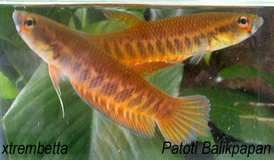 Betta Patoti