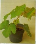 Anggur Hijau ( VitisVinifera L.) Familia: Vitaceae > > Email= BudimanBagus01@ yahoo.com