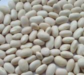 white kidney bean P.E , Phaseolin, 