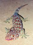 tokek gecko gecko