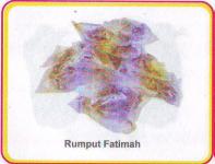 RUMPUT FATIMAH