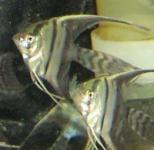Half Black Angelfish/ Manfish BW