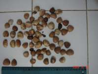 Butuh: Pinang/ Jambe/ Betel Nut