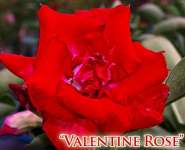 VALENTINE ROSE