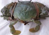Crab ( Kepiting) scylla serrata