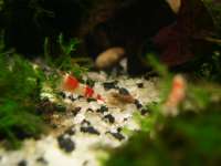 CRS ( Crystal Red Shrimp)