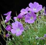 geranium extract