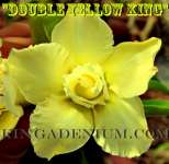 Double Yellow King