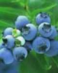 blueberry anthocyanin( resist radiation) ( sophie@ healthynaturalcolor.com)