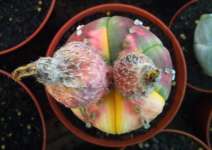 BIJI Astrophytum asterias variegata tricolor 6 ribs