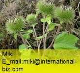 Burdock Seed Extract