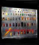 Sell Real 100 Insects Lucite Display, 100 Bugs Lucite Map