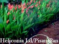 heliconia ld ( Pisang-pisangan)