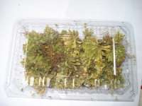 Herbal Papua
