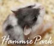 Hammie Park Peternak Hamster