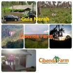 PT Cibenda Jaya Lestari - Cibenda Farm