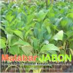 Malabar Jabon Nursery