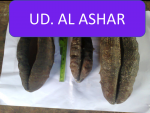 UD-ALASHAR