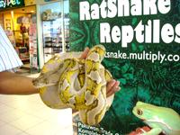 Ratsnake Reptiles Shop