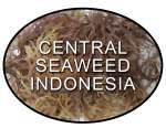 Central Seaweed Indonesia