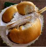Durian Ochee