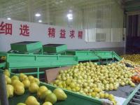 Zhangzhou Eastshine Fruit Co.,  Ltd.