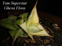 Gheva Flora