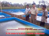 Yudis Cat Fish Farm