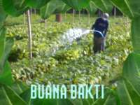 BUANA BAKTI