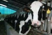 PT.Ultra Sumatera Dairy Farm