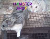 Hamstershop