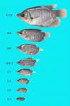 Jual Bibit ikan Gurame,  Lele berbagai macam - macam ukuran