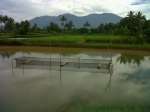 Bungapadma Fish Farming