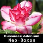 Hussadee Adenium Neo-Doxon