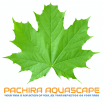 Pachira Aqua5cape