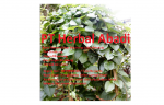 PT.Herbal Abadi
