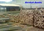 Barokah Bambu