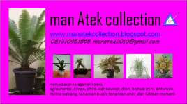 man Atek Collection