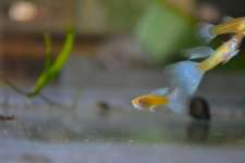 guppy-bettafish
