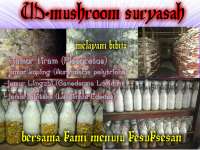 UD.mushroom suryasah