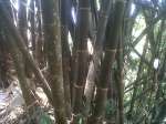082214333151 Mulyana Jual Reng Bambu Sudah Di Rendam Usuk Bambu Awi Tali Bambu Hitam Wulung Awi Gede