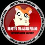 Peternakan Hamster Tegal