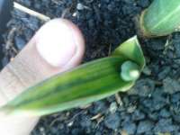 sanse sansevieria