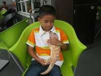 Gecko Indonesia