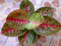 GALLERY AGLAONEMA