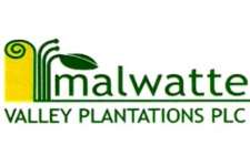 MALWATTE VALLEY PLANTAIONS PLC