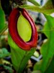 caturary nepenthes