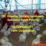 Ayam potong-UD Kemilau Bintang Indonesia